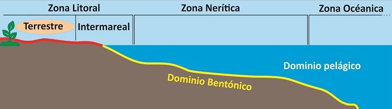 zona litoral